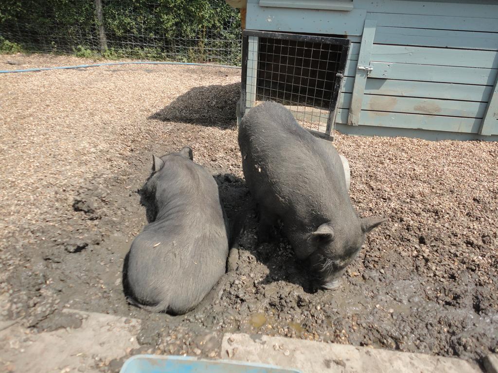 Willow Court Farm Studio South & Petting Farm, 8 Mins From Legoland & Windsor, 15 Mins From Lapland Uk Екстер'єр фото