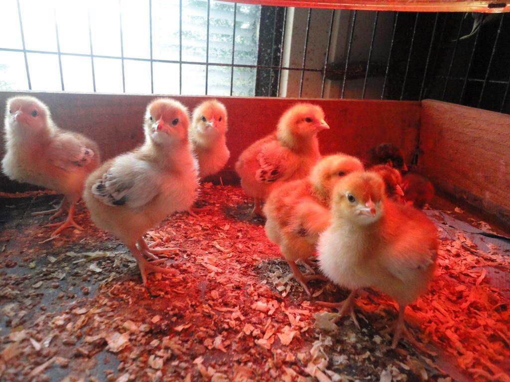 Willow Court Farm Studio South & Petting Farm, 8 Mins From Legoland & Windsor, 15 Mins From Lapland Uk Екстер'єр фото