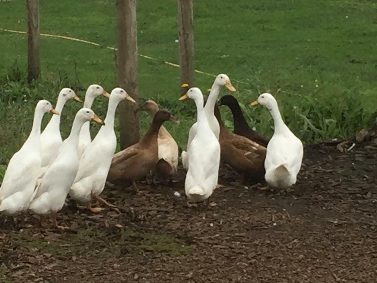 Willow Court Farm Studio South & Petting Farm, 8 Mins From Legoland & Windsor, 15 Mins From Lapland Uk Екстер'єр фото