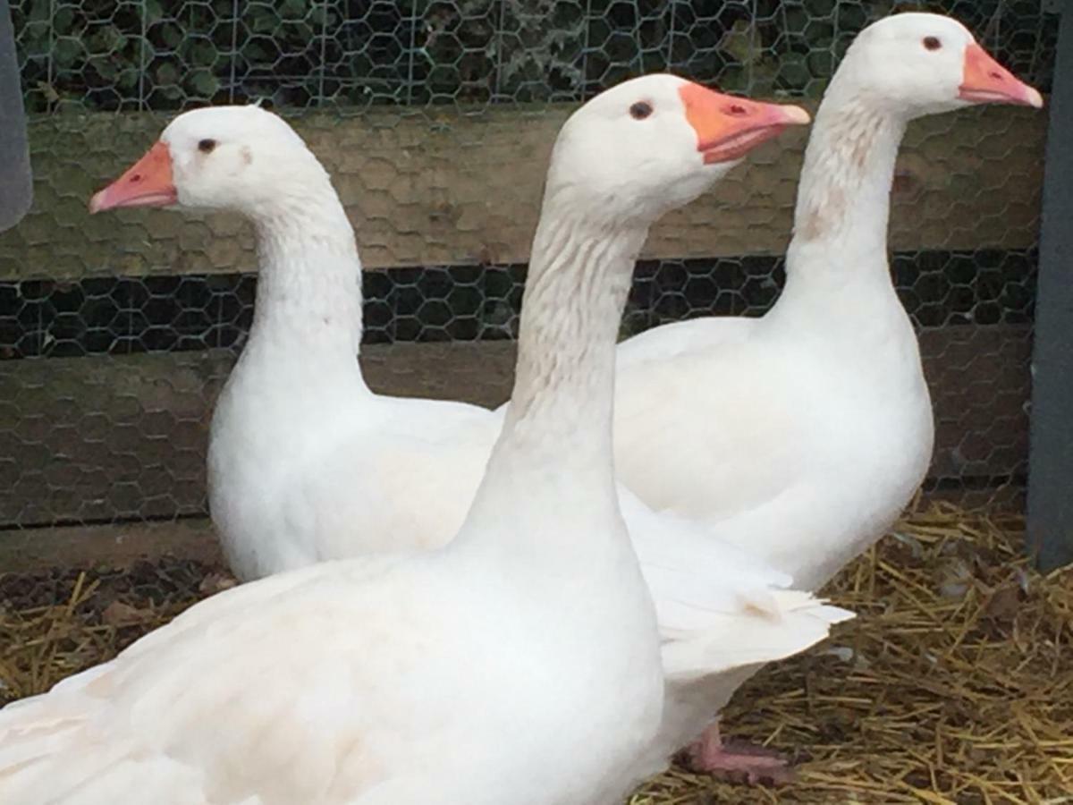 Willow Court Farm Studio South & Petting Farm, 8 Mins From Legoland & Windsor, 15 Mins From Lapland Uk Екстер'єр фото