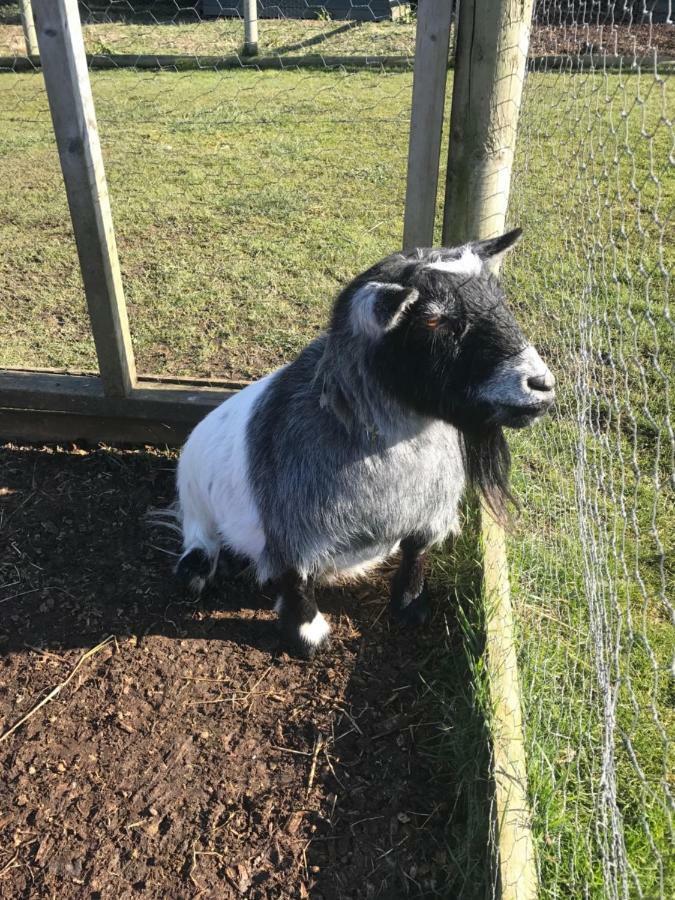 Willow Court Farm Studio South & Petting Farm, 8 Mins From Legoland & Windsor, 15 Mins From Lapland Uk Екстер'єр фото