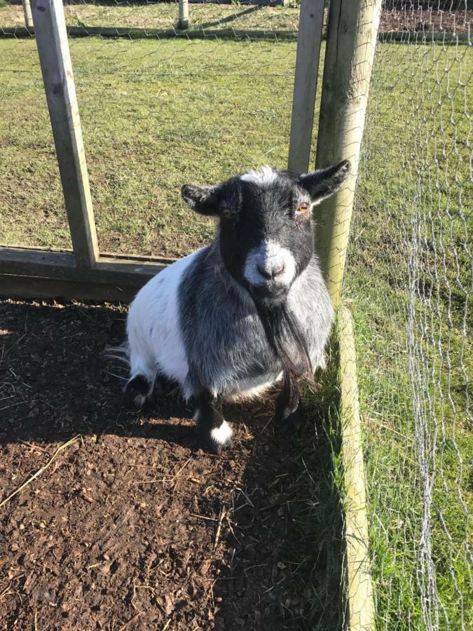 Willow Court Farm Studio South & Petting Farm, 8 Mins From Legoland & Windsor, 15 Mins From Lapland Uk Екстер'єр фото