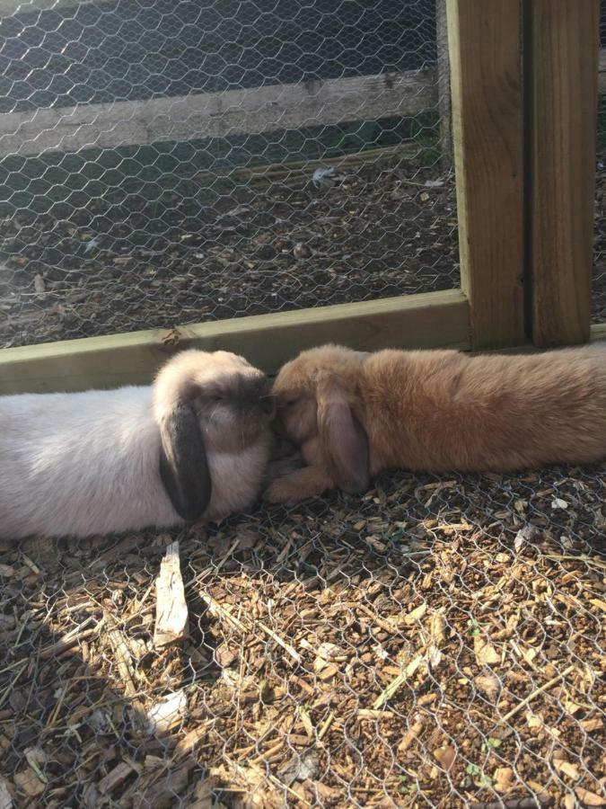 Willow Court Farm Studio South & Petting Farm, 8 Mins From Legoland & Windsor, 15 Mins From Lapland Uk Екстер'єр фото